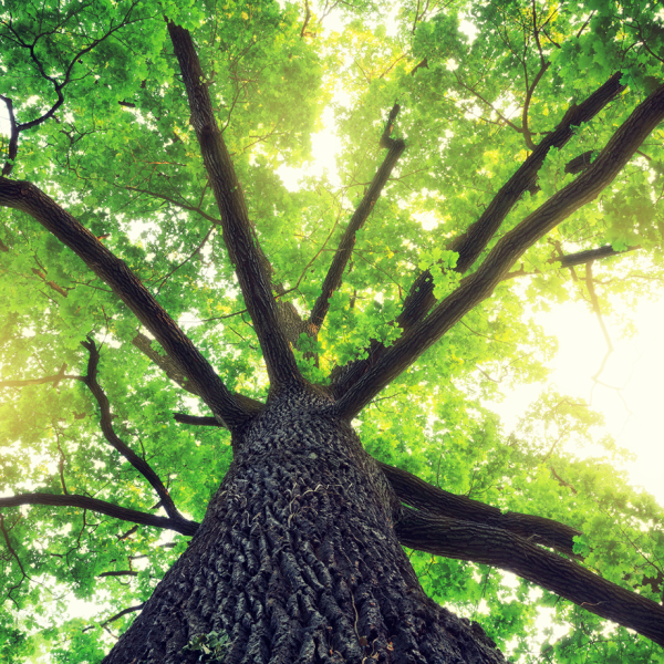 BigTree