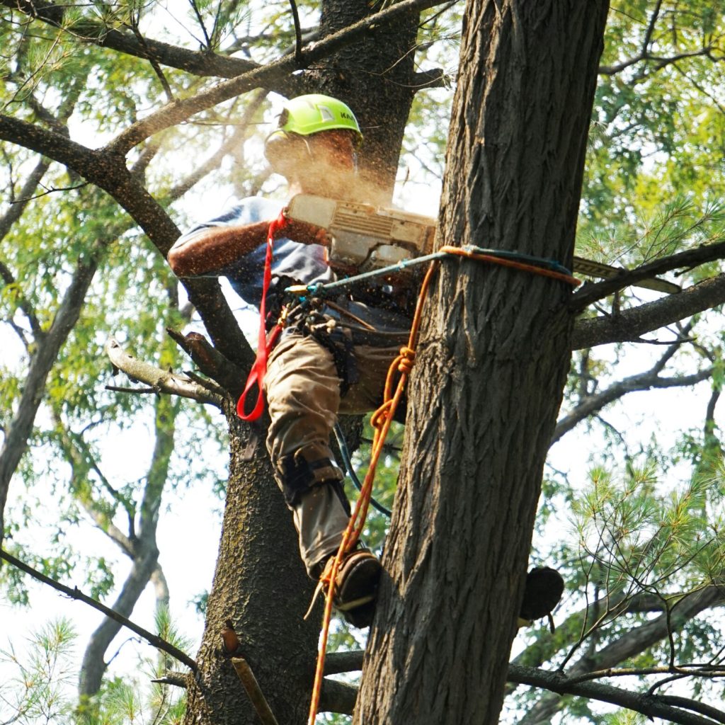 cutting tree