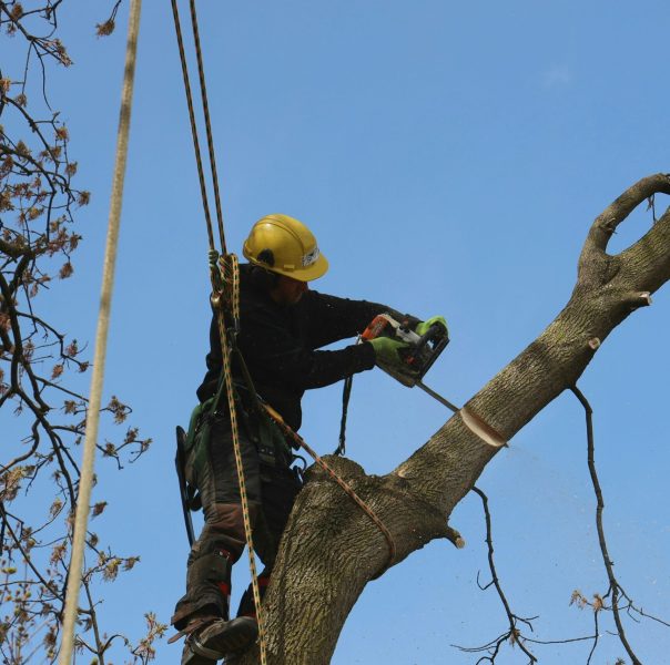 tree pruning